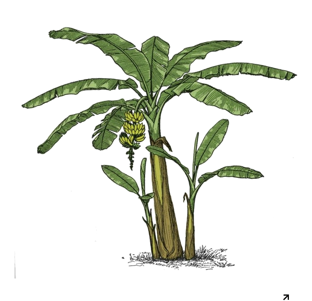 Banana tree doodle